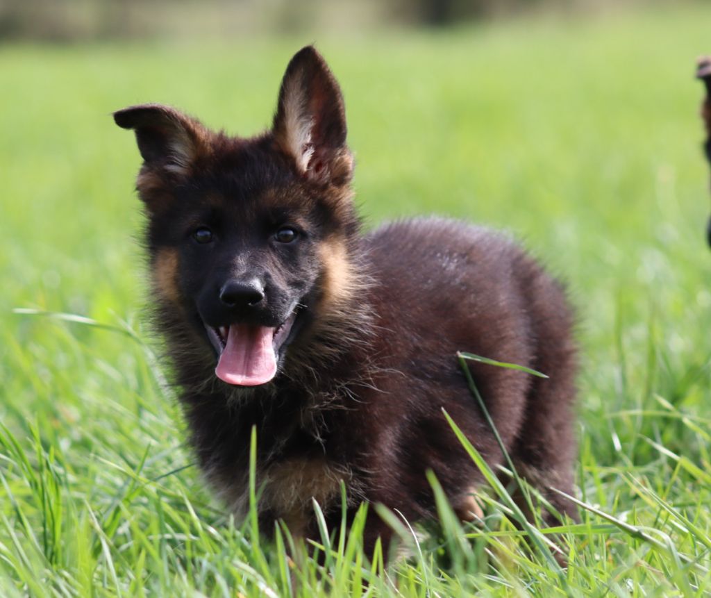 De la Surgère - Chiots disponibles - Berger Allemand