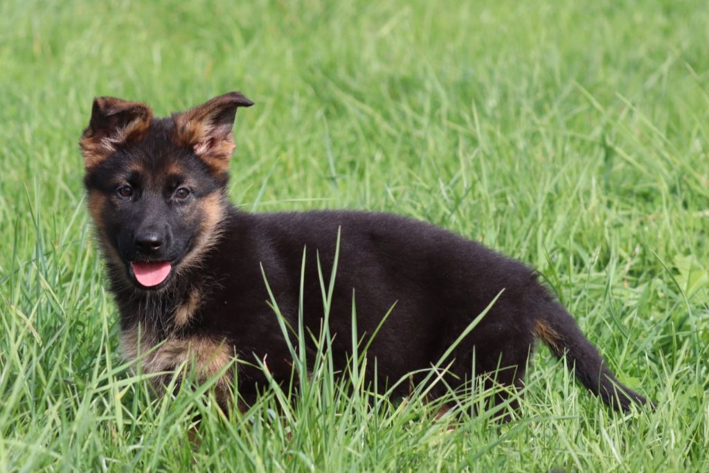 De la Surgère - Chiots disponibles - Berger Allemand